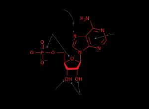 뉴클레오티드 유사체의 일반적인 변화