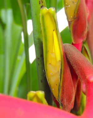 H. rostrata의 꽃차례 근접 촬영