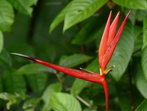 Heliconia acuminata