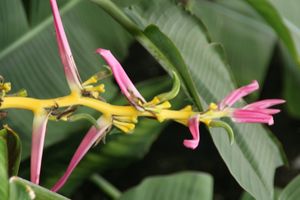 Heliconia aemygdiana
