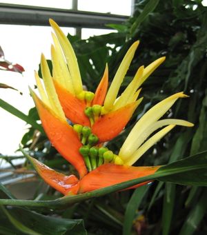 Heliconia aurantiaca