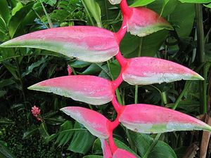 Heliconia chartacea
