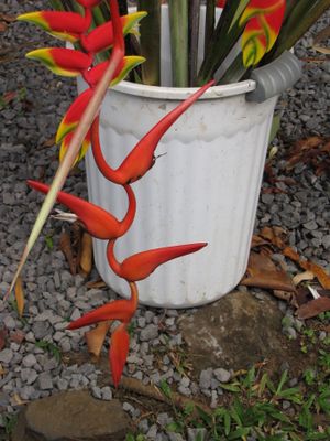 Heliconia colgantea