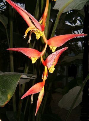 Heliconia collinsiana