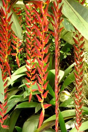 Heliconia curtispatha