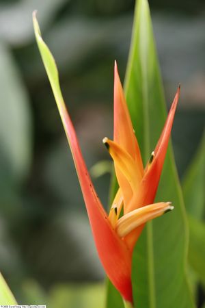 Heliconia densiflora