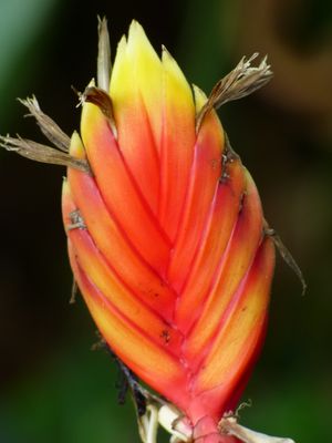 Heliconia episcopalis