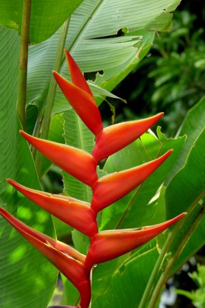 Heliconia foreroi