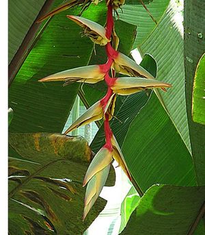 Heliconia griggsiana