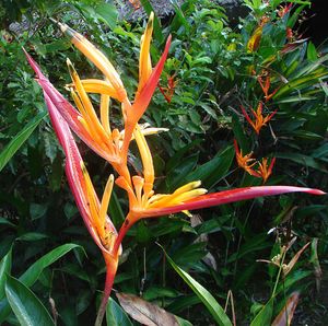Heliconia hirsuta