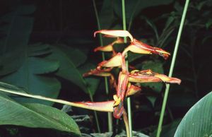 Heliconia irrasa