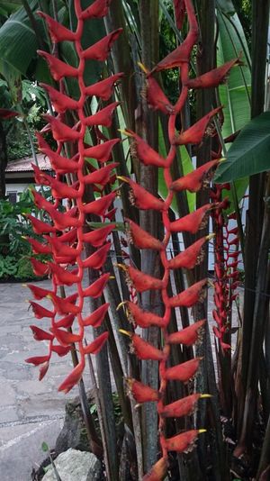Heliconia longissima