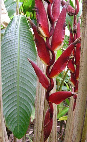 Heliconia lozanoi
