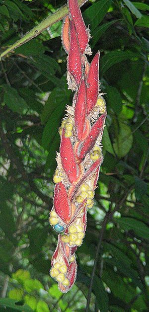 Heliconia mutisiana