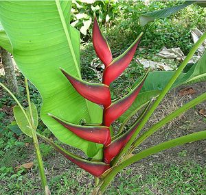 Heliconia orthotricha