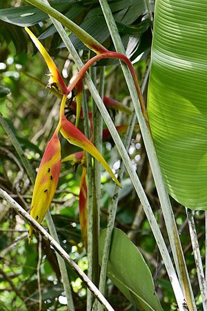 Heliconia platystachys