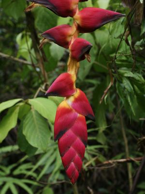 Heliconia pogonantha