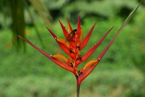 Heliconia psittacorum