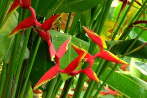 Heliconia × rauliniana