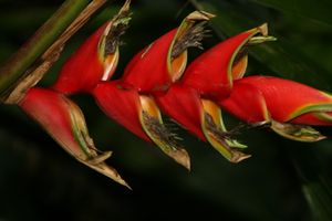 Heliconia rodriguensis