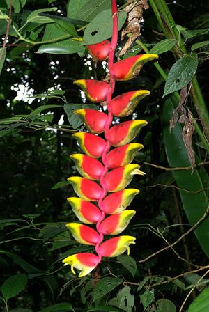 Heliconia rostrata