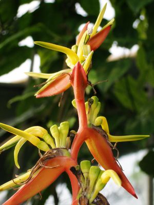 Heliconia sarapiquensis