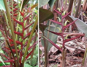 Heliconia scarlatina