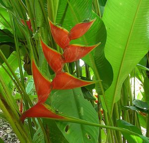 Heliconia stricta