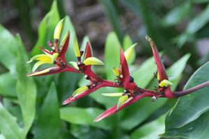 Heliconia subulata