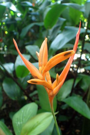 Heliconia talamancana