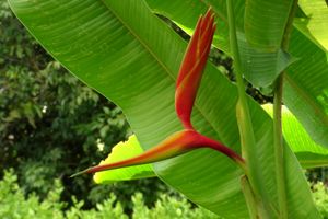 Heliconia thomasiana