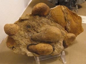 헬 크리크 지층에서 발견된 야자나무과 (Arecaceae)의 Spinifructus antiquus의 화석 열매, Astrocaryum 속과 밀접한 관련이 있다.