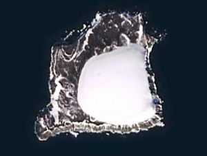 헨리에타 섬 Landsat 사진