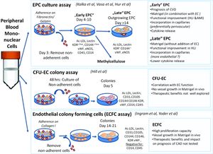 배양방법에 따른 혈관내피전구세포의 명명과 특징