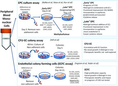 배양방법에 따른 혈관내피전구세포의 명명과 특징