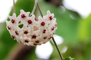 호야 카르노사(Hoya carnosa)의 꽃