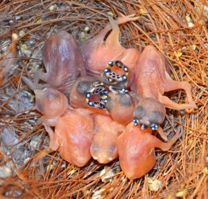 갓 부화한 호금조 새끼