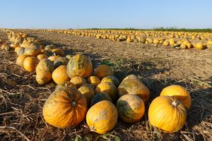 오스트리아의 페포호박 밭