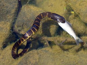 브라운 송어를 먹고 있는 호피무늬뱀. 태즈메이니아에서 촬영됨.