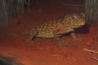 오니타마오야모리(Nephrurus amyae)