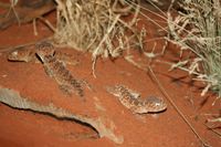 오니타마오야모리(Nephrurus amyae)