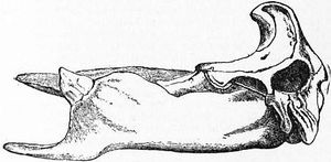 혹부리고래의 두개골.