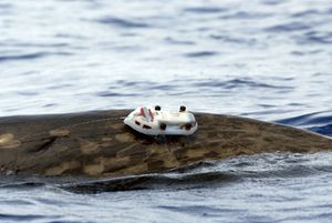 바하마 안드로스 섬 인근 미국 해군의 대서양 해저 시험 평가 센터(AUTEC) 시험 범위 내에서 D-TAG가 부착된 수컷 혹부리고래가 헤엄치고 있다.