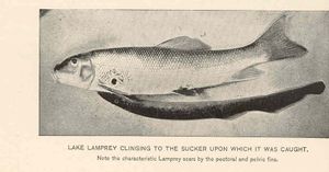 먹이에 붙어 있는 호수칠성장어 스케치