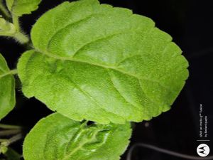 확대된 잎 이미지