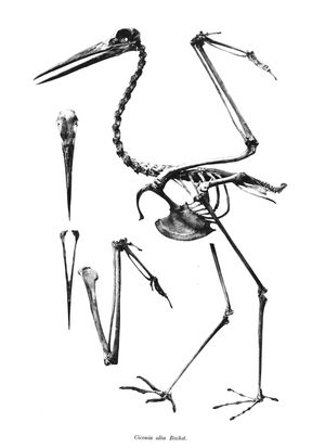 홍부리황새 골격
