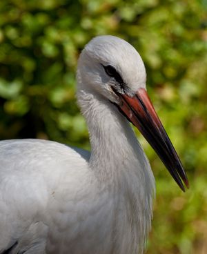 뿌리에서 붉은색을 띠고 끝으로 갈수록 검은색으로 변하는 긴 부리를 가진 흰색 황새의 머리, 목, 상체