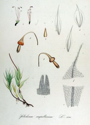 Splachnum ampullaceum의 포자체 및 배우체 단계 그림