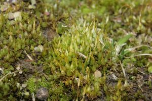Funaria hygrometrica (화병이끼). 화병이끼과의 종과 겉모습이 유사할 수 있다.