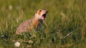 굴 근처에서 경계하는 황갈색땅다람쥐